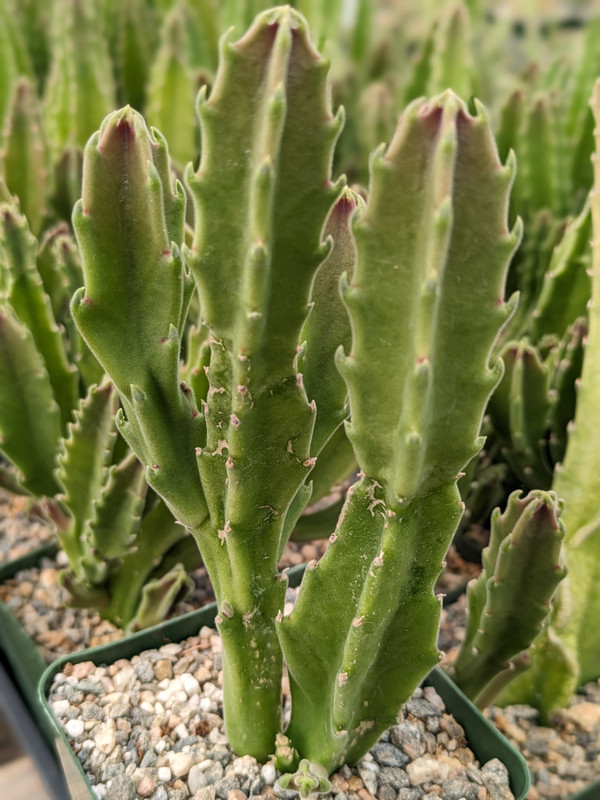 Stapelia  Grandiflora Succulent Plant