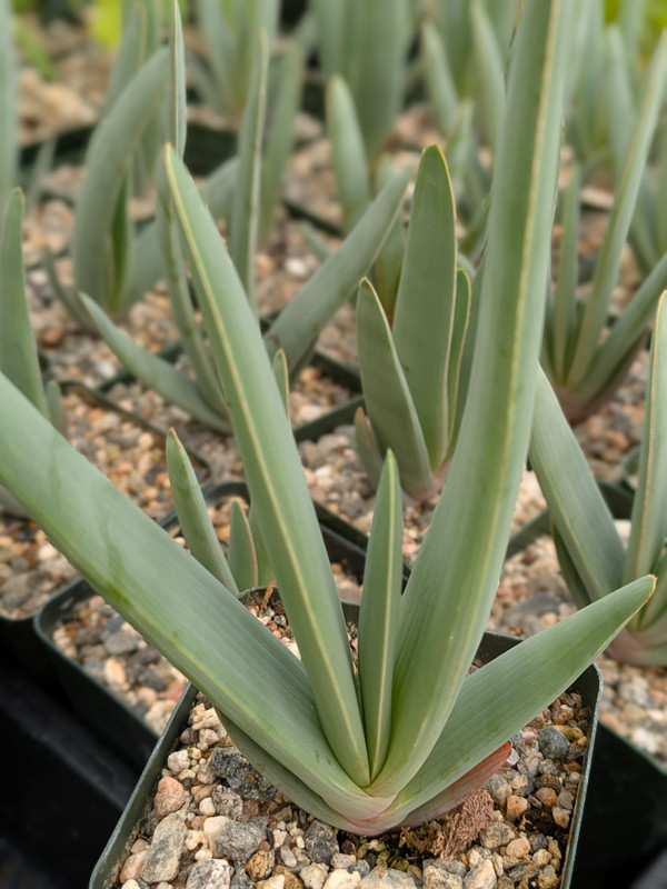 Aloe plicatilis