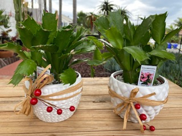 Beautiful Christmas Cactus plant in white ceramic container