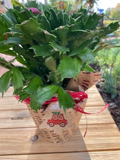 Christmas Cactus Schlumbergera Plant (Not blooming)
