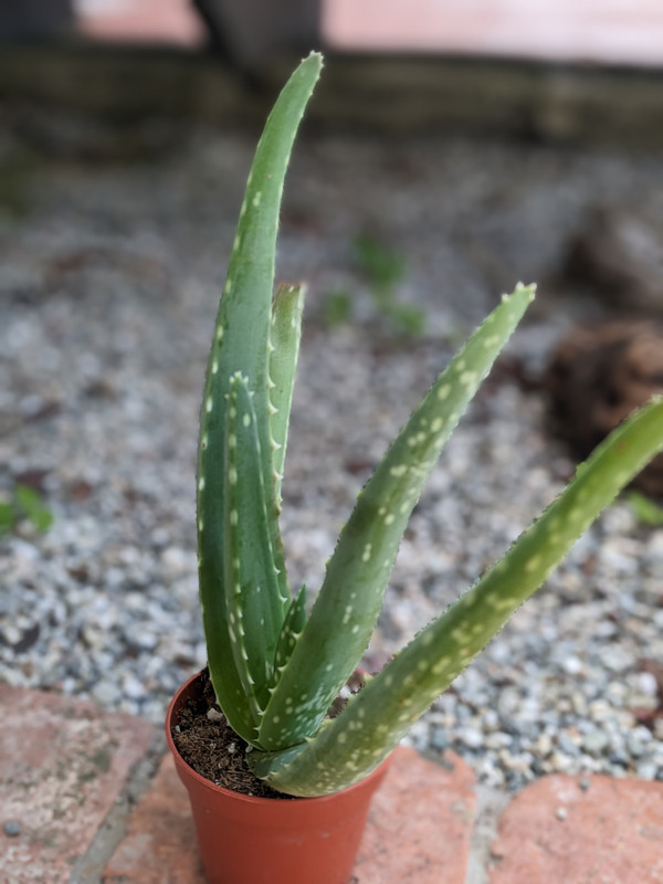 Aloe vera plant