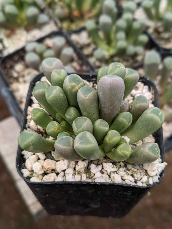 Baby Toes plant