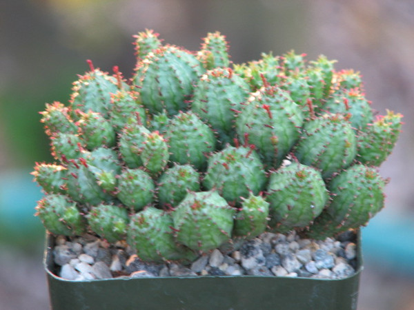 Euphorbia Monstrose Succulent Plant