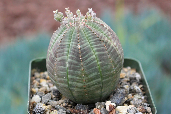 Euphorbia Obesa Succulent Plant