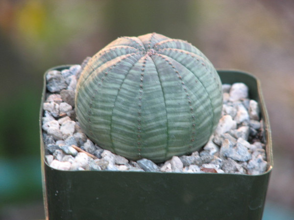 Euphorbia Obesa Succulent Plant