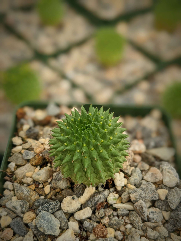 Euphorbia Suzannae Succulent Plant