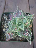 Faucaria hybrid Japanese Sato succulent plant