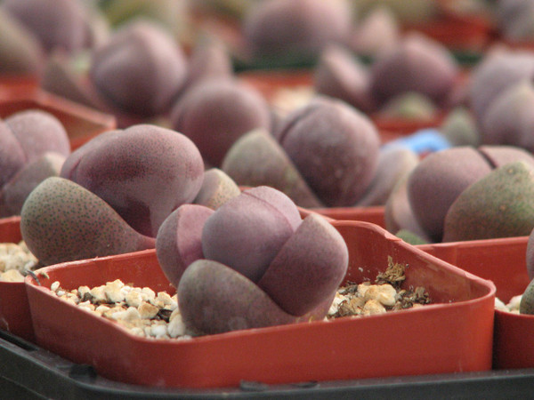 Pleiospilos Royal Flush Succulent Plant