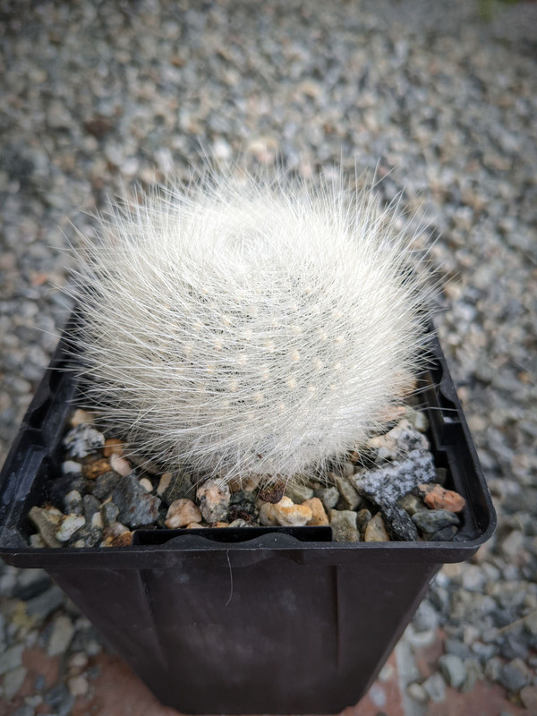 Rebutia Albipilosa Cactus Plant