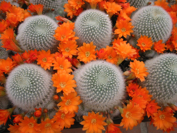 Rebutia Muscula Cactus Plant