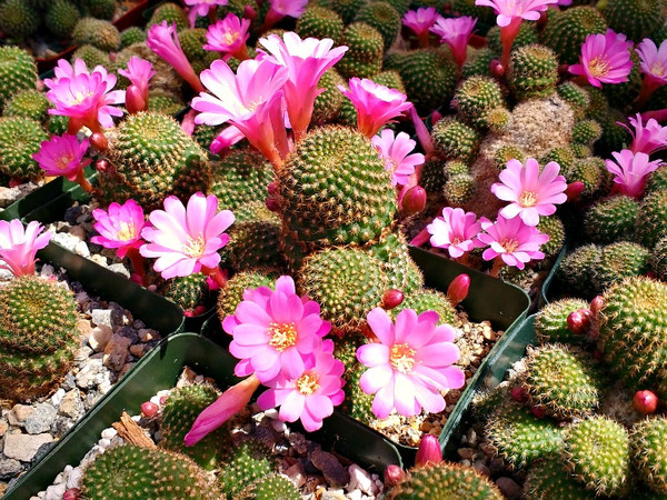 Rebutia Perplexa Cactus Plant