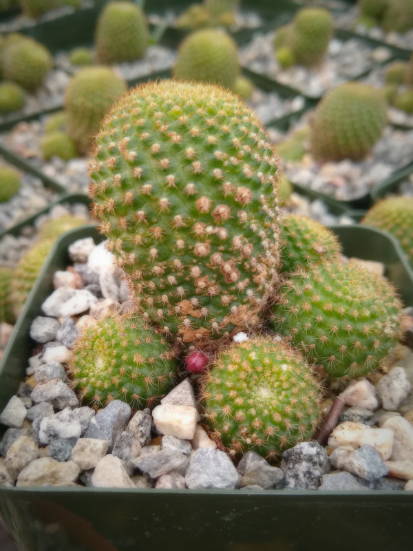 Rebutia Perplexa Cactus Plant