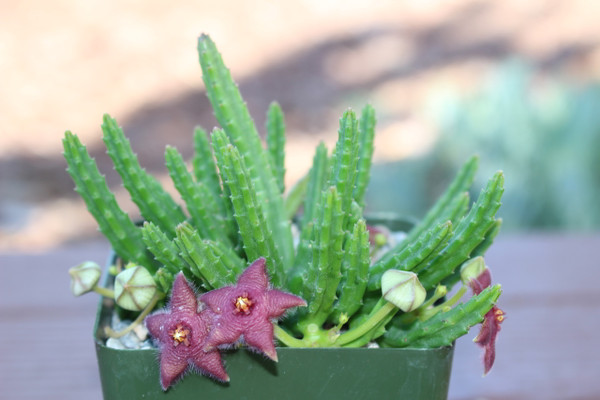 Stapelia Scitula