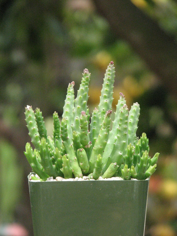 Stapelia  Scitula Succulent Plant