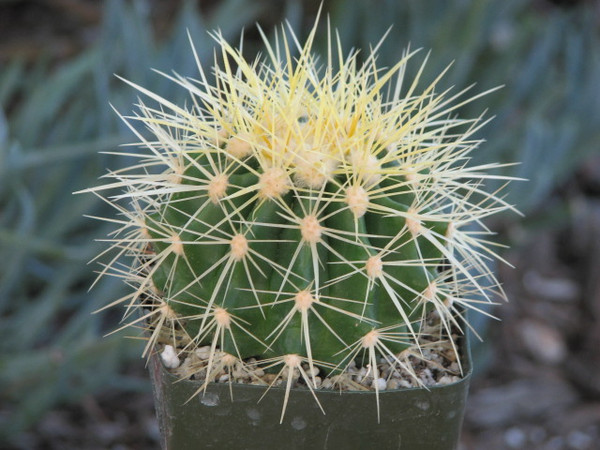 Echinocactus Grusonii Cactus Plant