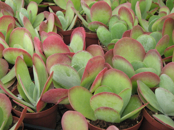 Kalanchoe flap jack