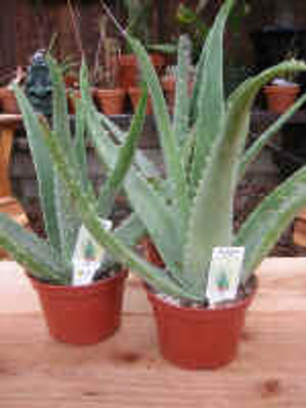 Aloe Vera duo Medicine Plant