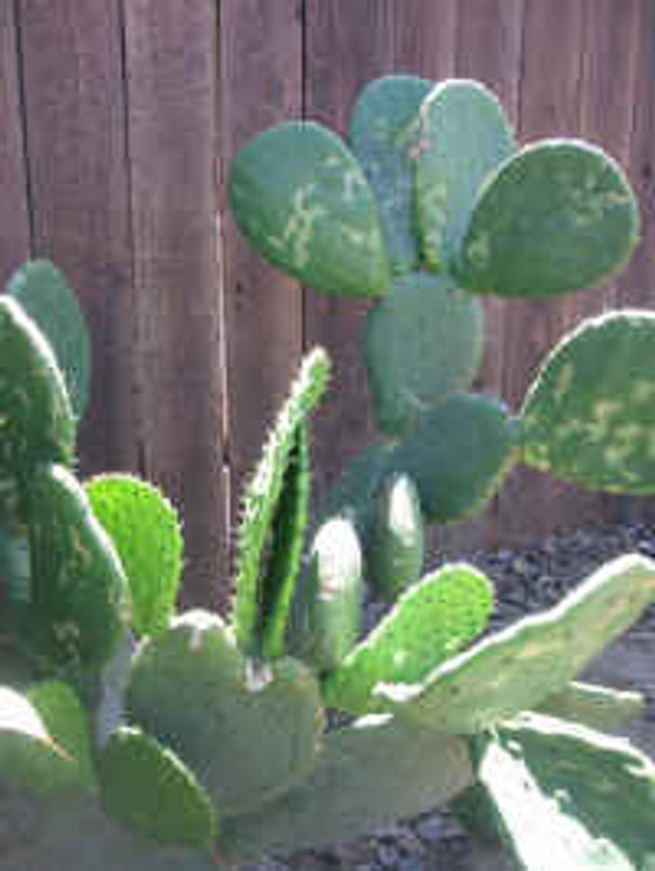 Opuntia Gigantus Large Pad Cactus Plant