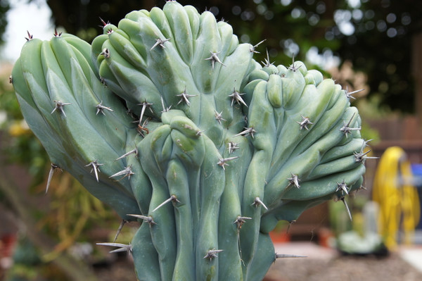 Myrtillocactus Cactus Plant