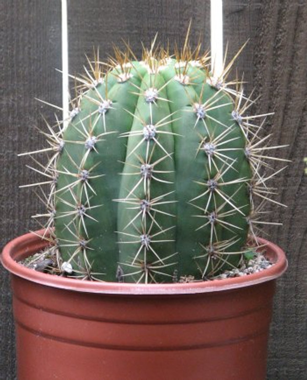Helianthocereus Terscheckii Cactus Plant