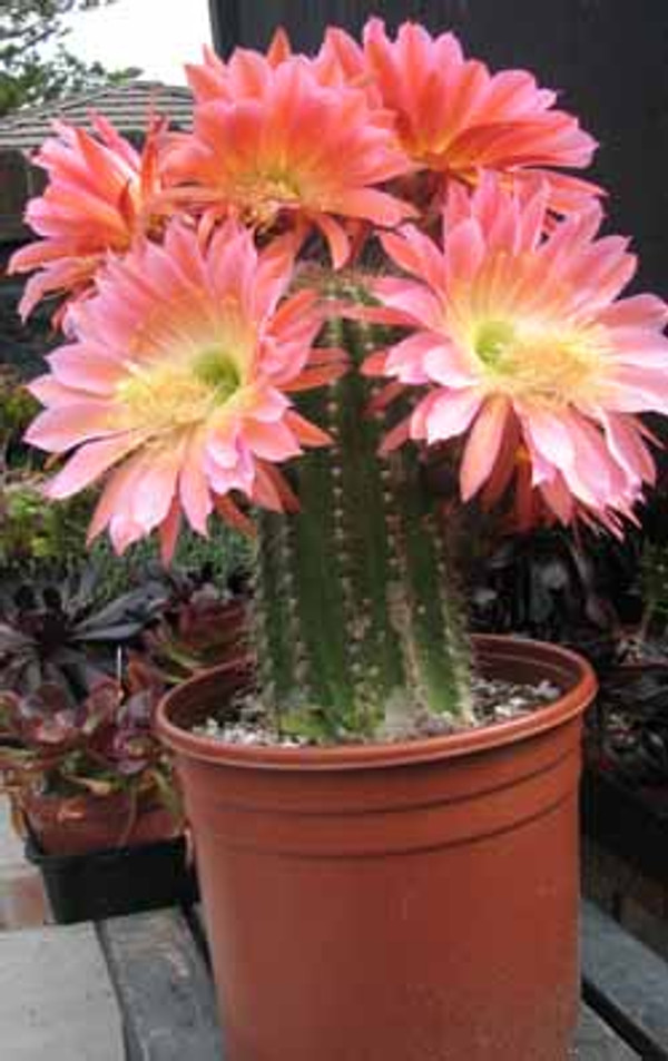 Trichocereus Hybrid Cactus Plant