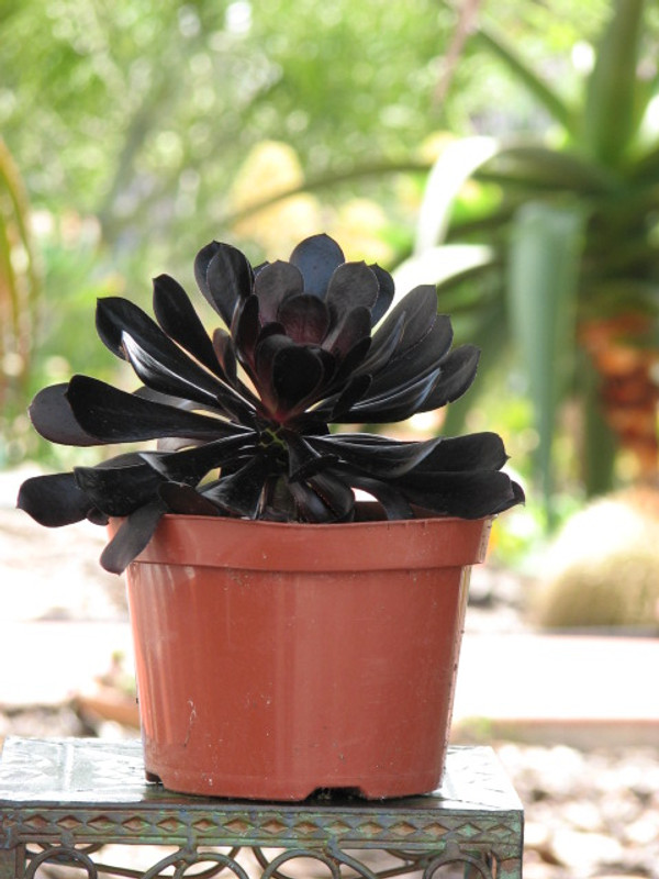 Aeonium Zwarkof Succulent Plant