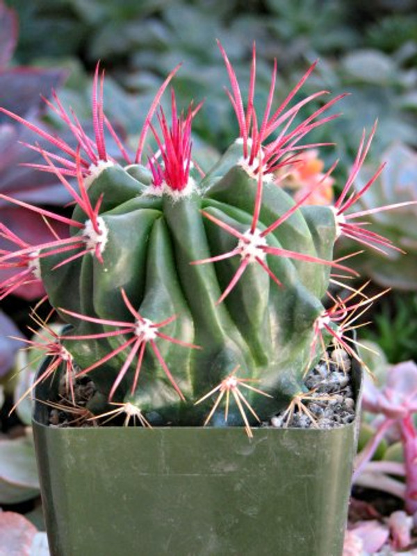 Ferocactus Pilosus Mexican Fire Barrel large cactus plant Ferocactus Pilosus Mexican Fire Barrel large cactus plant