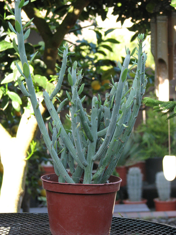 Seneccio Anteuphorbium Succulent Plant