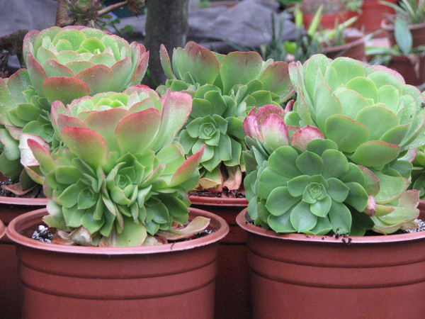 Aeonium  Urbicum Saucer Plant