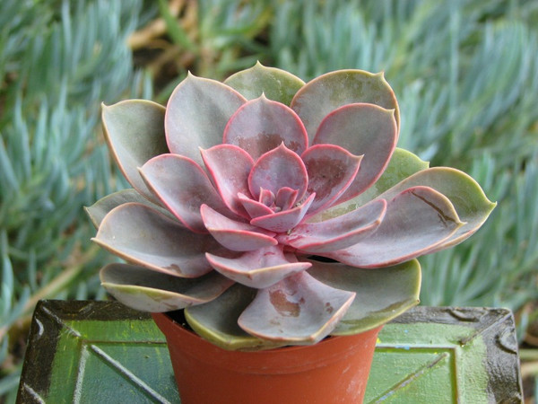 Echeveria Perle Von Nurnberg Succulent Plant