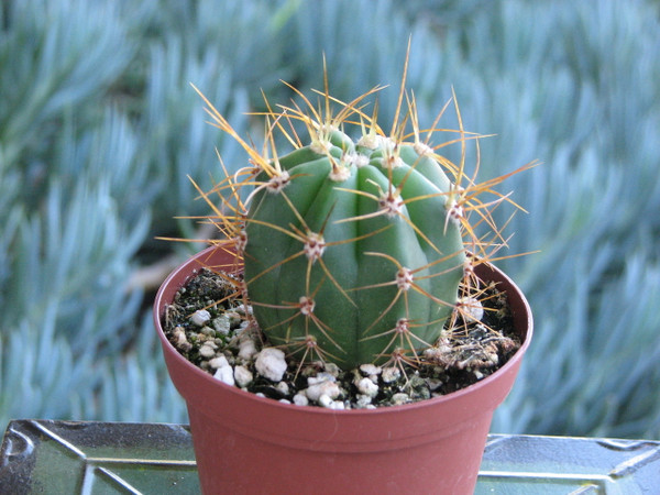 Helianthocereus Terscheckii Fat Boy Small Cactus