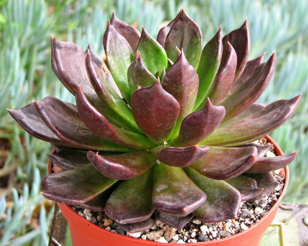 Echeveria black prince