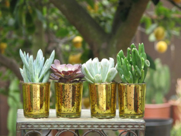 mini succulent plant in gold container