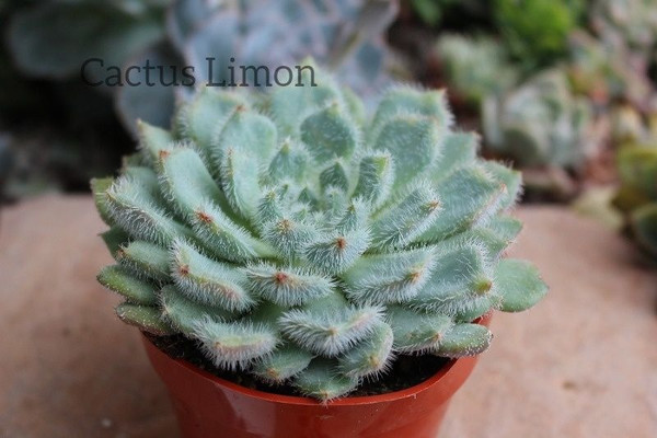 Echeveria Setosa Mexican Firecracker Succulent Rosette