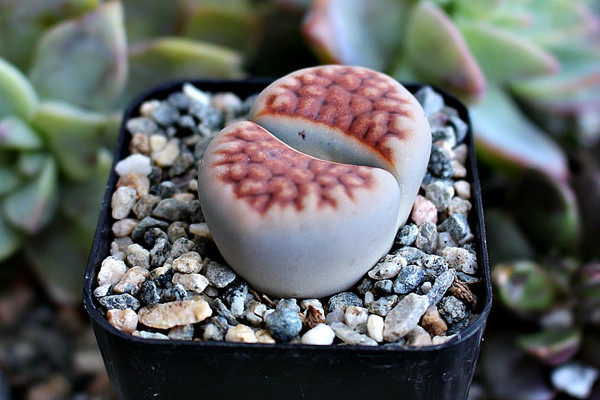 Lithops Living Rock Single Potted Plant