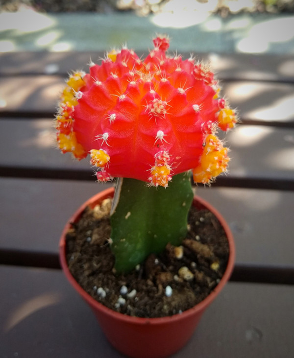 red cactus plant