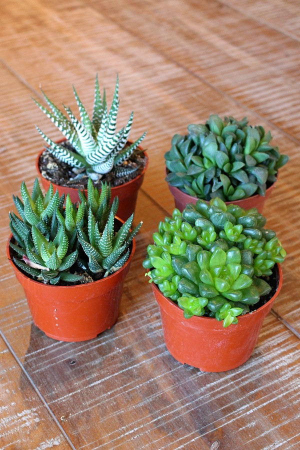 Mixed HAWORTHIA Succulent Collection - 4 plants - Cactus Limon