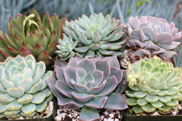 Succulent Rosettes 8 Plants in 4 inch pots