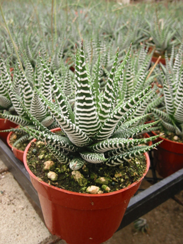 Zebra plant
