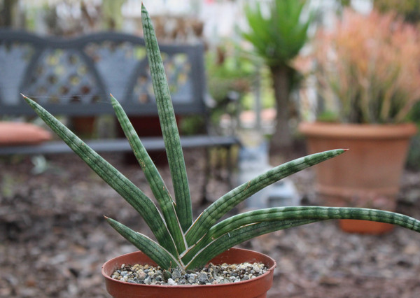 Sanseveira Gracilis Succulent Plants