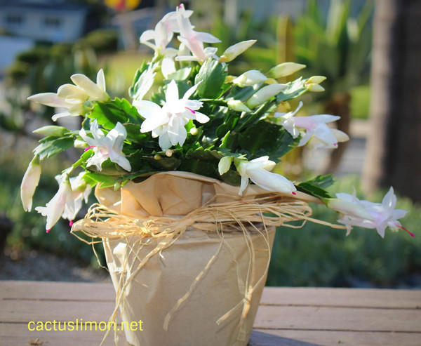 Farm Fresh Blooming Christmas Cactus Plant