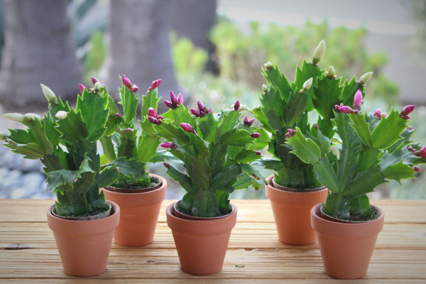 Christ Cactus in Terracotta pots