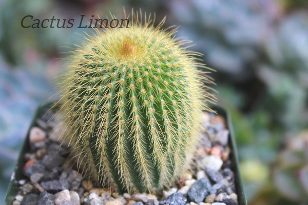 Notocactus Leninghausii  Mini Cactus Plant