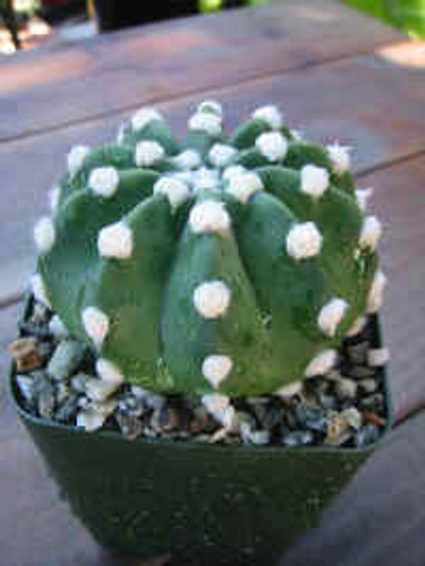 Echinopsis Fuzzy Cactus Plant