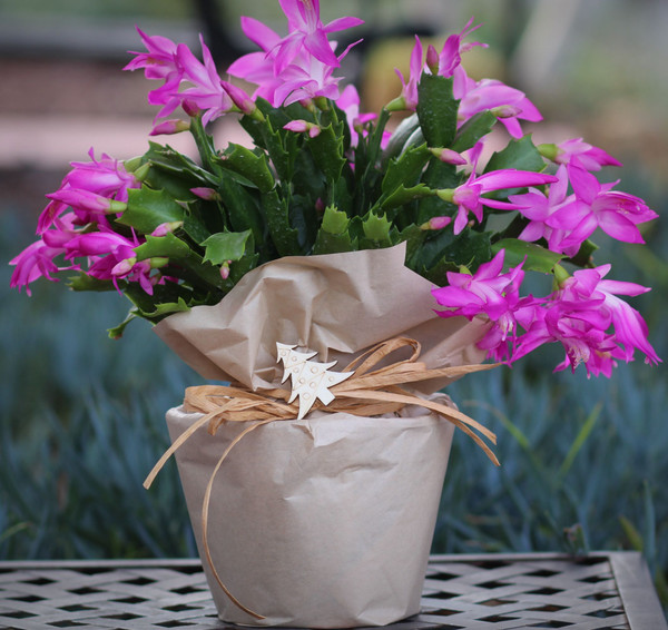 Farm Fresh Blooming Christmas Cactus Plant