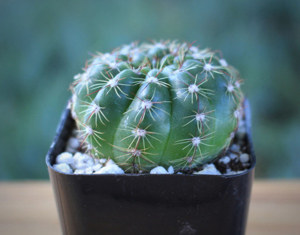 Gymnocalycium Mini Cactus Plant