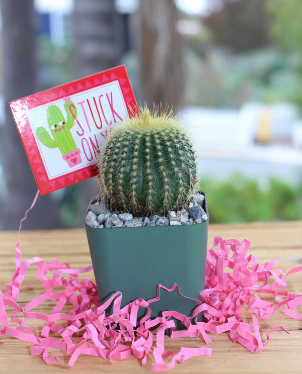 mini cactus gift stuck on you