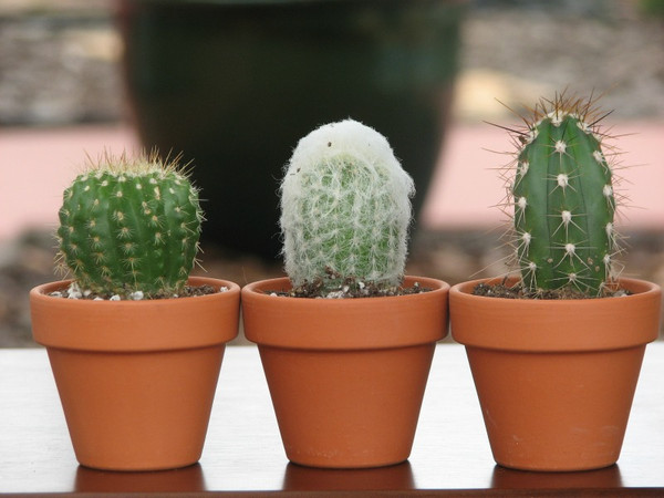 mini cactus plants potted in 2 inch terracota pots