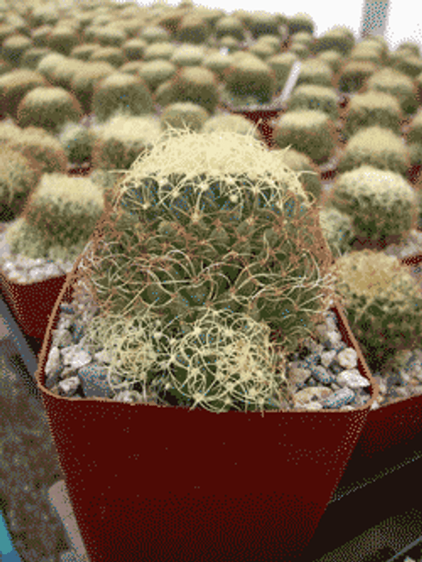 Mammillaria Camptotricha Cactus Plant