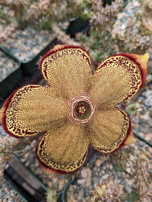 Edithcolea Grandia Persian Carpet Flower